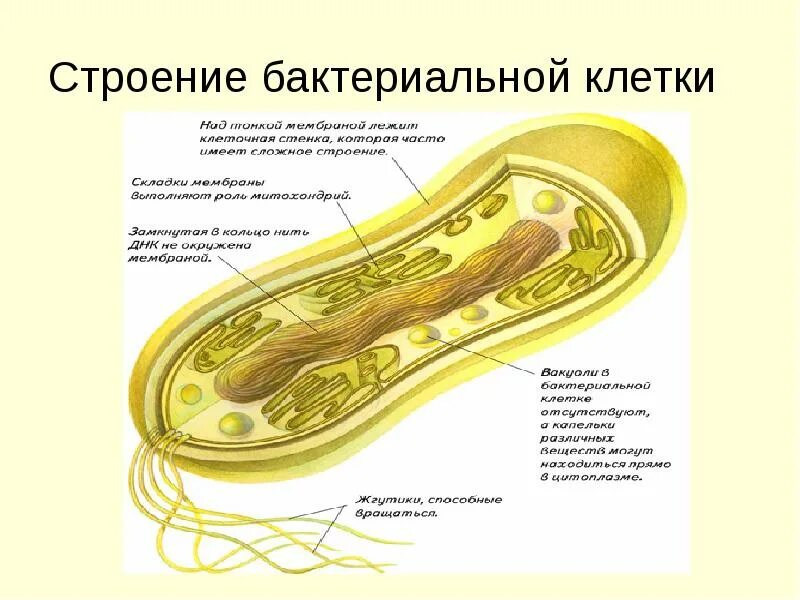 Органоиды бактериальной клетки 5 класс биология. Строение бактериальной клетки 5 класс. Строение клетки бактерии 5 класс. Строение бактериальной клетки 7 класс биология. Строение клетки бактерии 7 класс