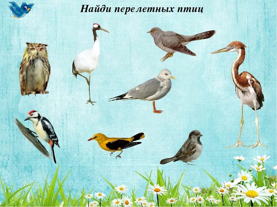 Перелетные птицы. Перелетные птицы для детей дошкольного возраста. Изображение перелетных птиц для детей. Птицы для детей подготовительной группы.