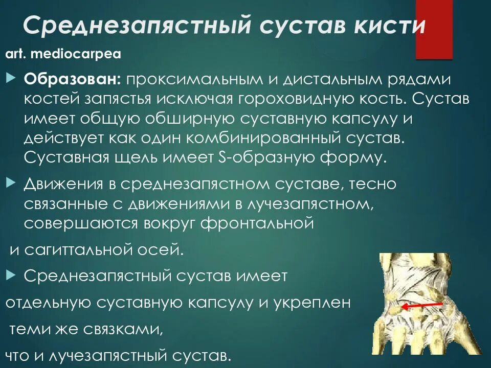 Среднезапястный сустав. Кости среднезапястного сустава. среднезапястный сустав форма. среднезапястный сустав движения. средне запястный сутсав.