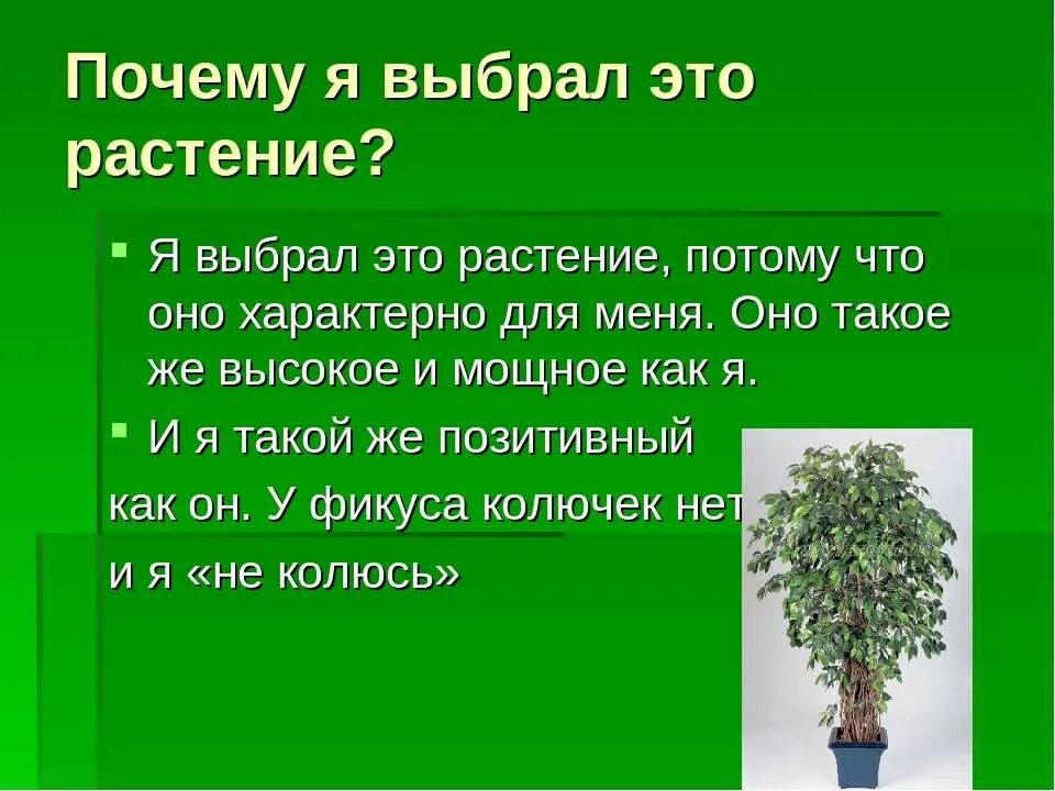 Фикус слова. Фикус систематика. Фикус Бенджамина Родина. Фикус описание.