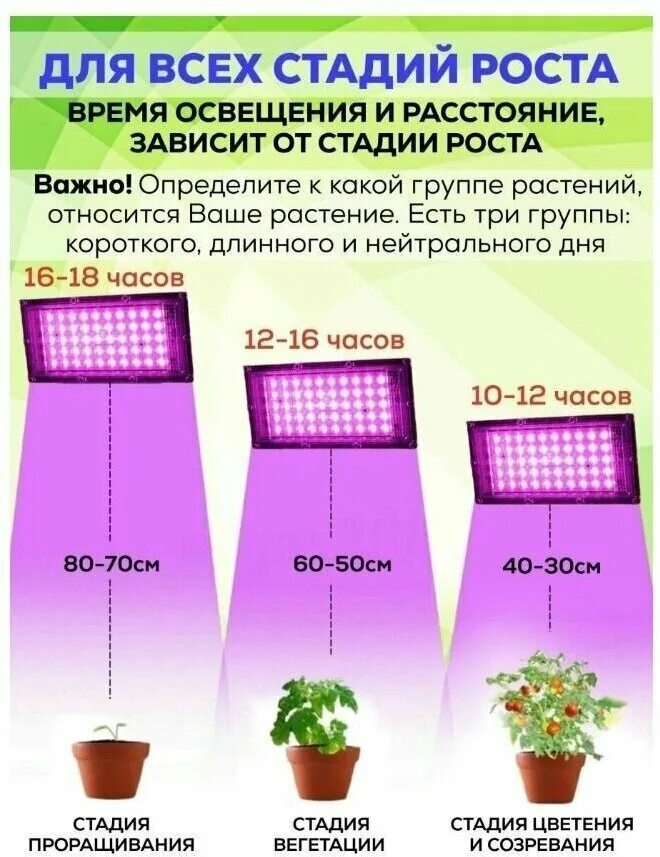 Расстояние от фитолампы до рассады. Фитолампа для растений 100вт белый свет. Фитолампы над рассадой. Расстояние от фитолампы до рассады. Расстояние от фитолампы до рассады.