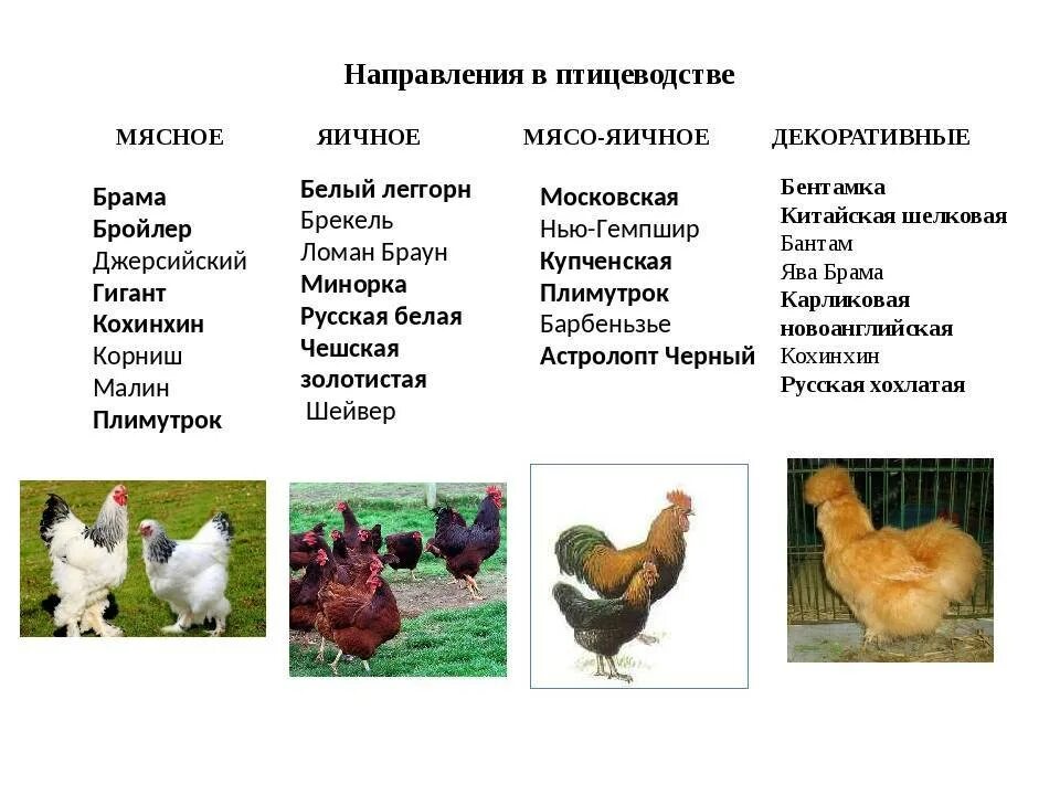 Куры доминант брама. Куры несушки доминант. Нью гемпшир куры. Виандот куропатчатый. Куры несушки породы доминант.