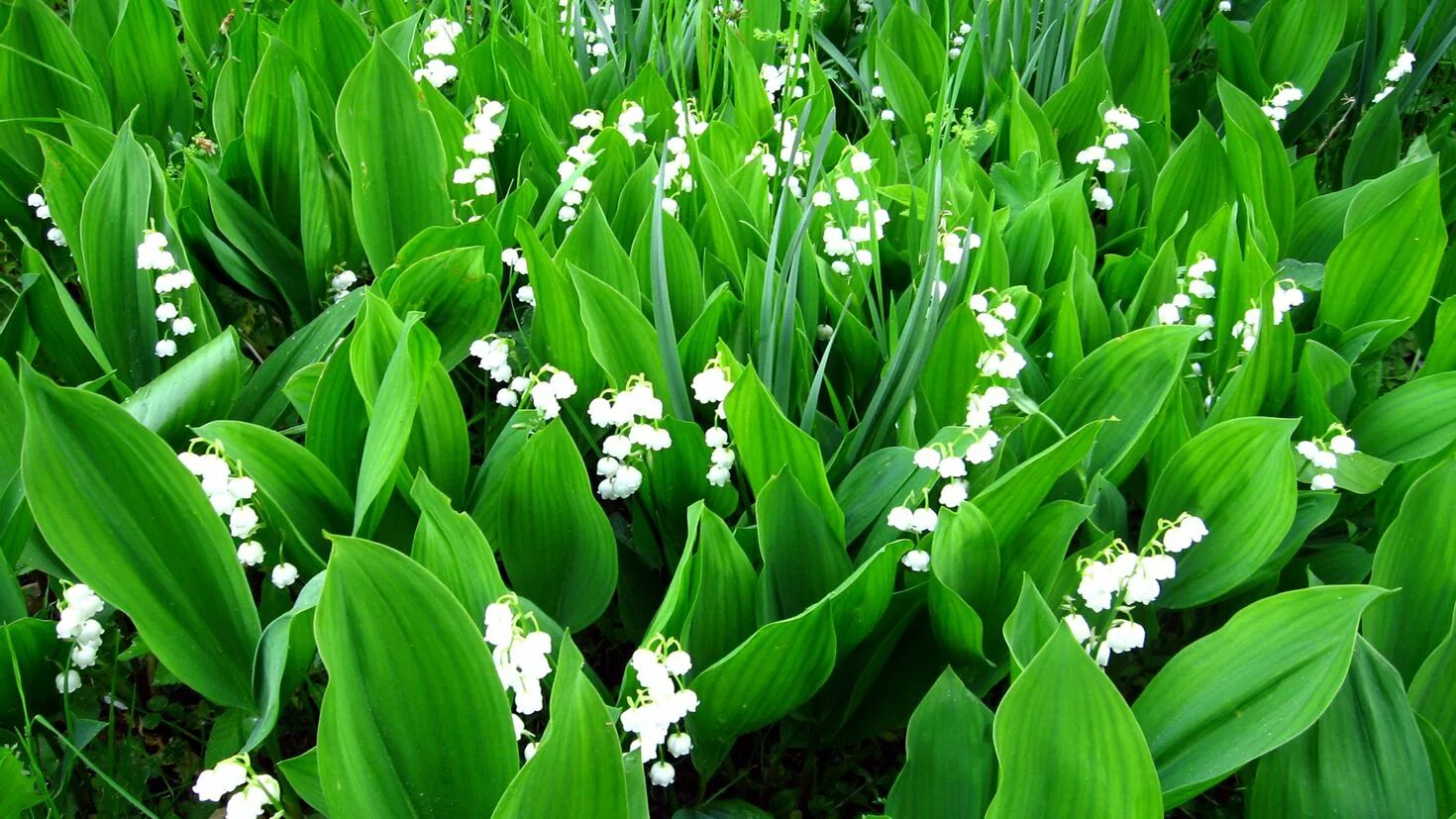 Картинки растений. Ландыш Майский. Ландыш Майский "grandiflora". Convallaria Majalis. Ландыш Закавказский.