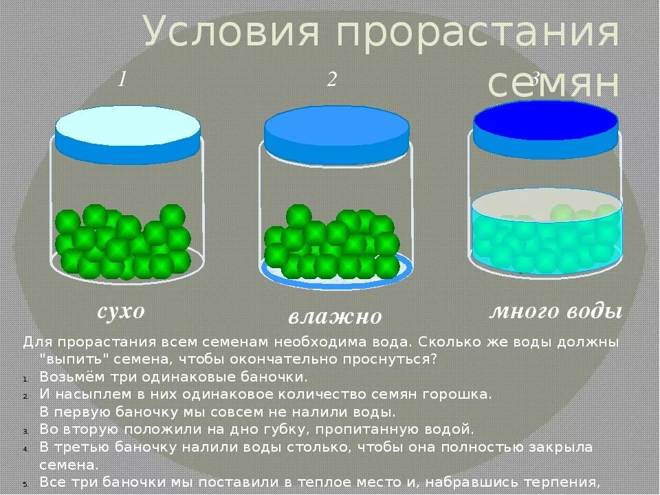 Условия прорастания сем. Условия прорастания семян. Условия прорастания семян опыт. Условия для проращивания семян.