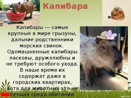 Родич морской свинки 5 букв