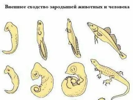 Изучение зародышей организмов