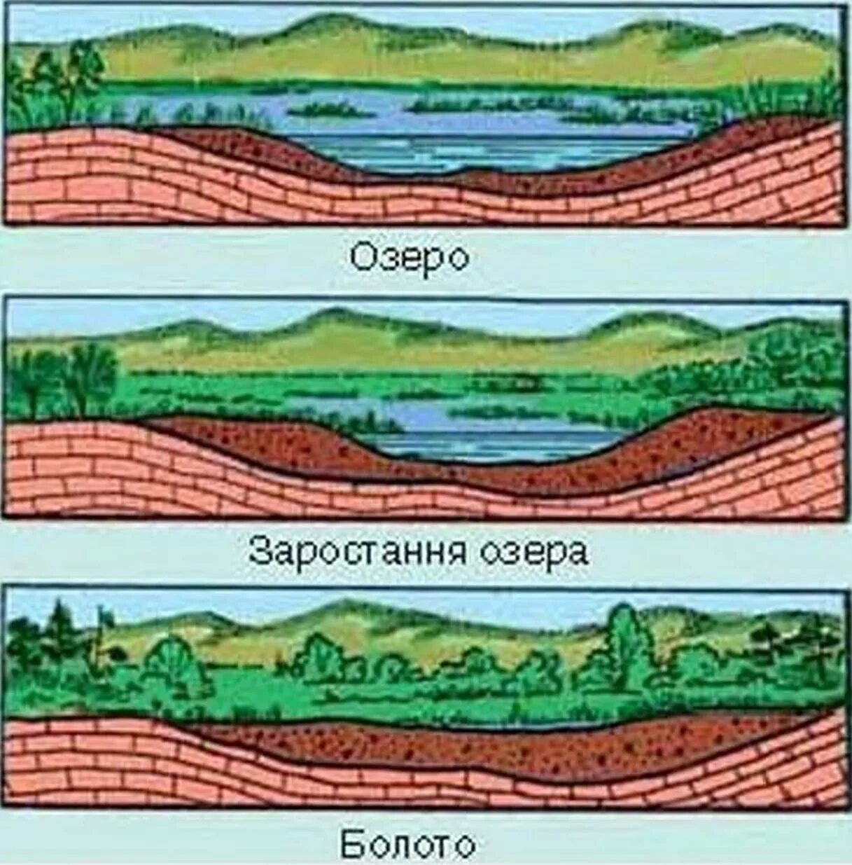 Строение болота. Болото в разрезе. Схема болота в разрезе. Геологический разрез болота. Схема образования болот.