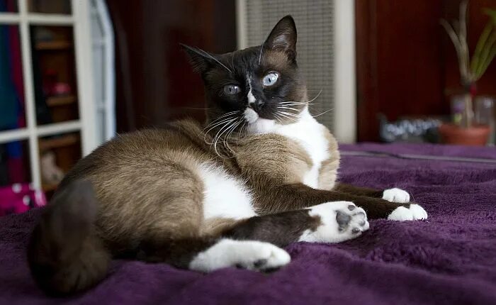 Рассмотрите фотографию кошки породы сноу шу. Сиамский Сноу-Шу. Сноу-Шу кошка. Сноу Шу порода кошек косоглазие. Сноу-Шу кошка фото.
