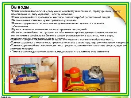 Когда будут выводить деньги из хомяка