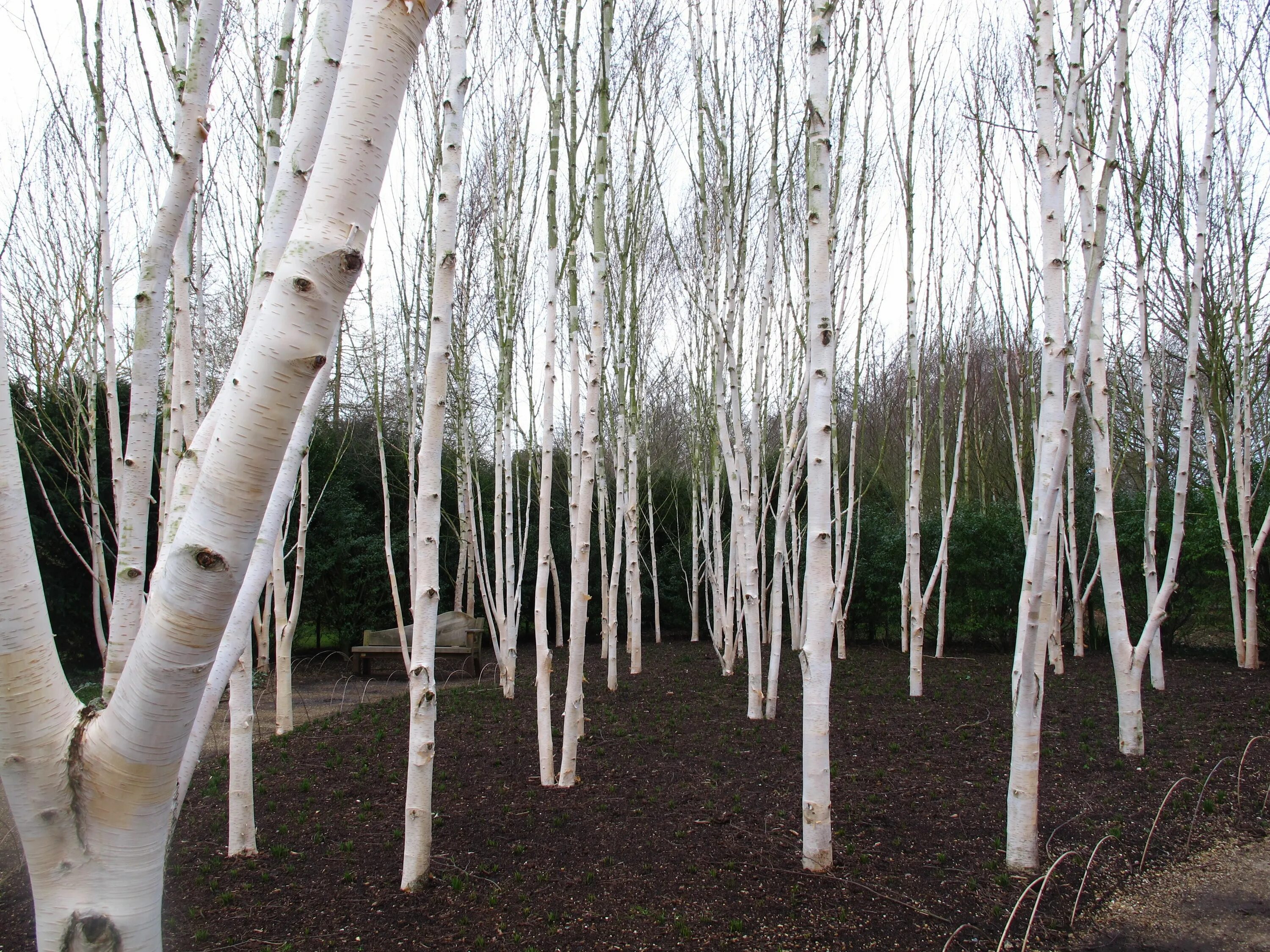 White birch