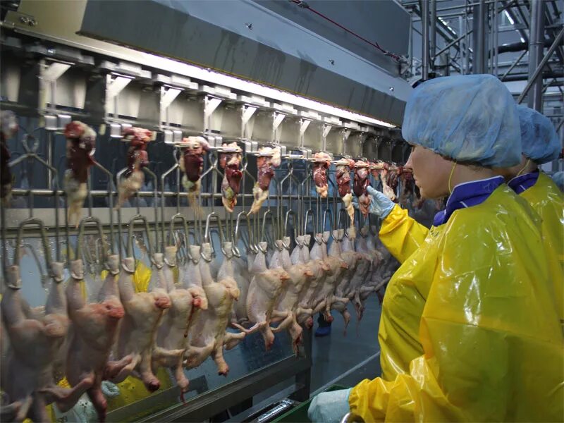 Забой птицы на птицефабрике. Убойный цех для птицы. Убойных птицефабрики. Птицефабрика конвейер. Убойных птицефабрики.