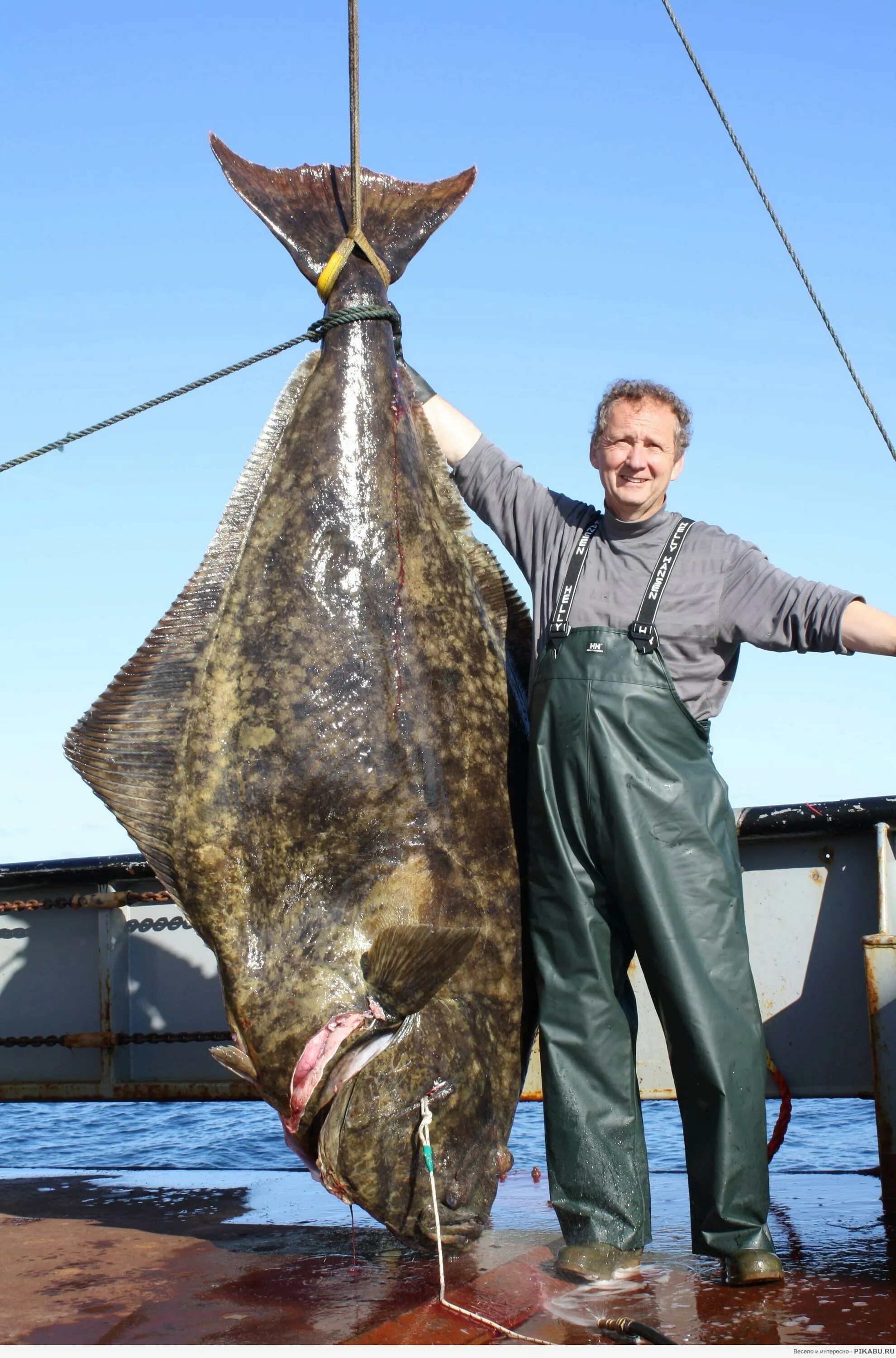 Палтус стрелозубый. Тихоокеанский белокорый палтус. Палтус белокорый. Палтус стрелозуб. Как выглядит палтус рыба.