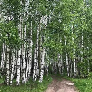 Кировская область жизнь