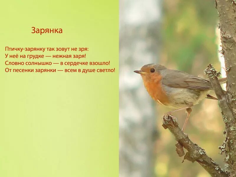Зарянка птица фото описание Зарянка (Erithacus rubecula) / фото