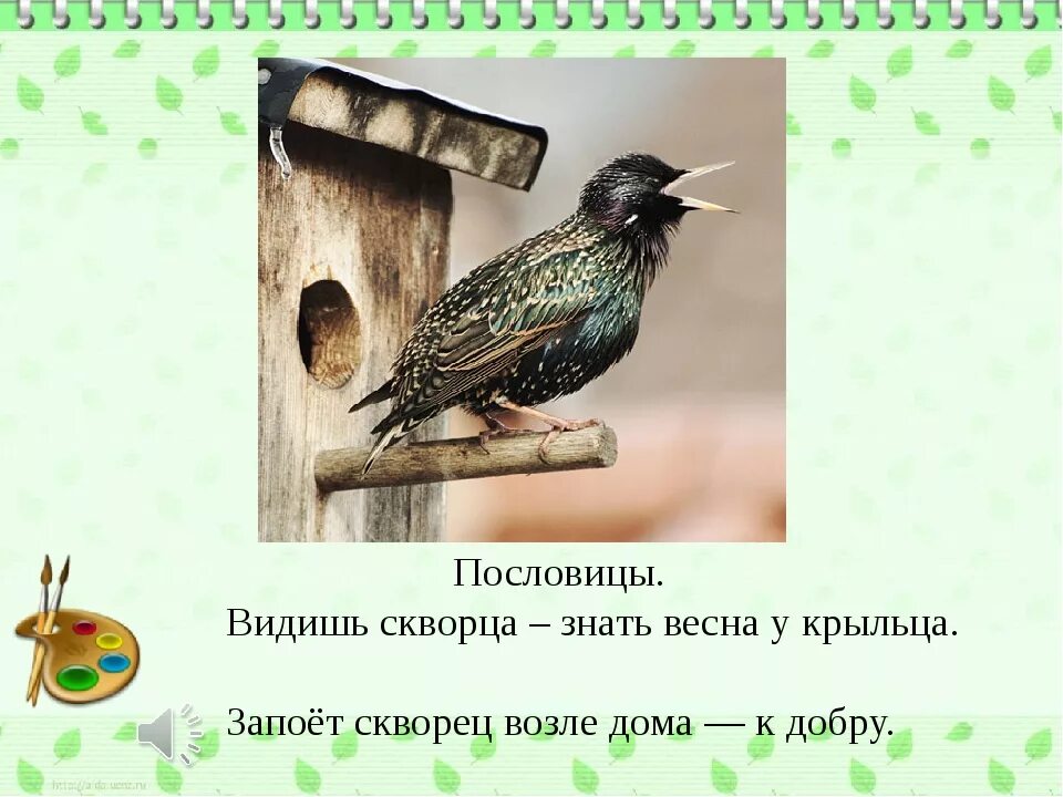 Скворец количество звуков. Пословицы и поговорки про скворца. Загадка про скворца для детей. Загадка про скворечник для дошкольников. Скворец с скворечником для дошкольников.