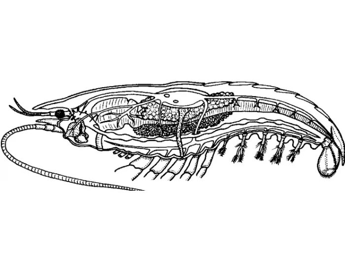 Внутренне строение ракообразных. Строение сердца ракообразных. Ракообразные схема. Ракообразные в разрезе. Речной рак состоит из