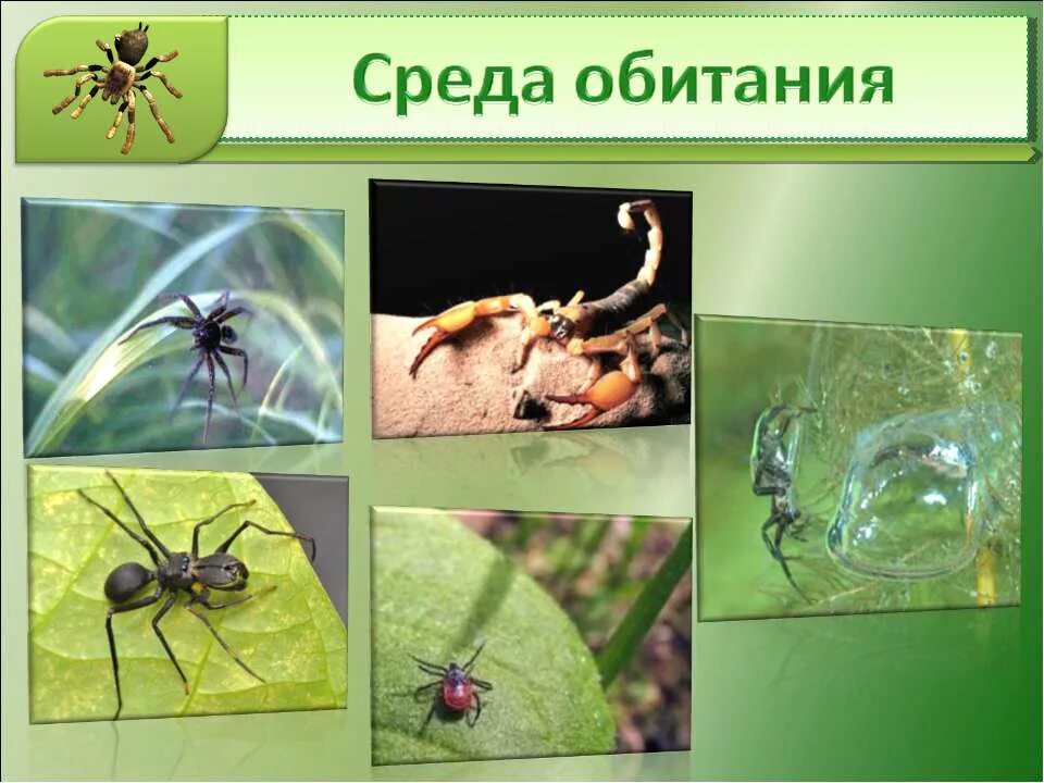 Среда обитания паука. Место обитания класс паукообразные. Класс паукообразные. Обитания паукообразных. Паукообразные отряд пауки.
