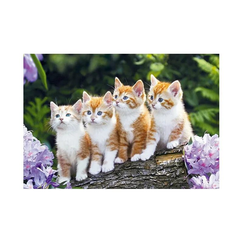 2 кошки. Cat crew. Crew cat. Cat crew. Cats crew группа.