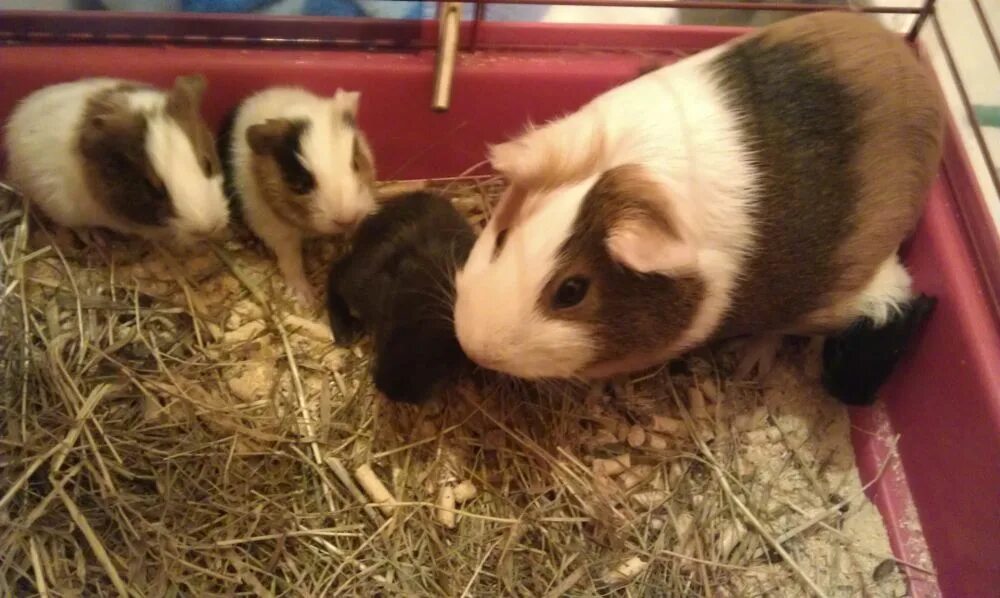 Pin on Piggies