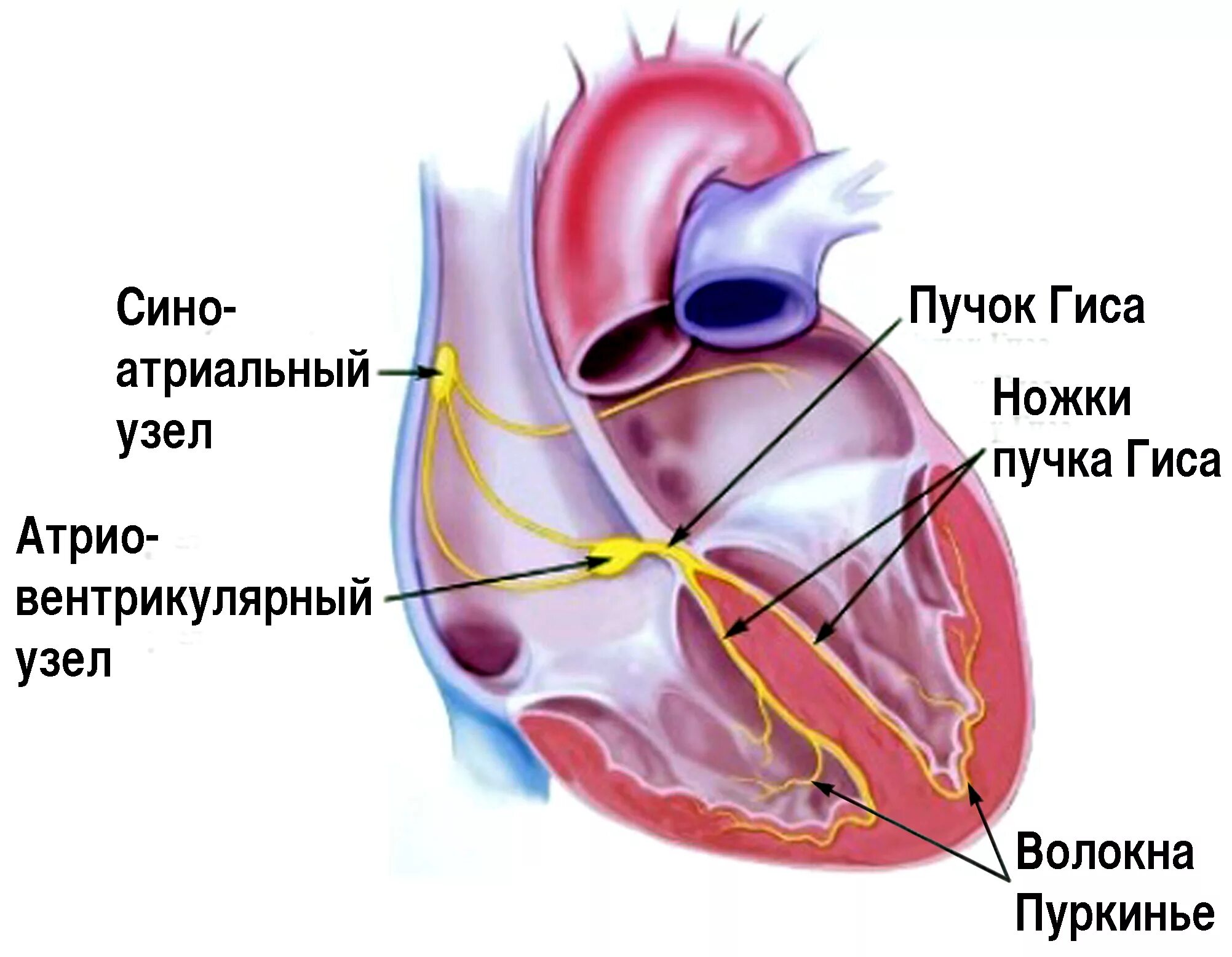 Пучок пуркинье. Строение сердца ножка Гиса. Строение сердца пучок Гиса. Синусовый узел сердца. Аномалия Эбштейна сердца.