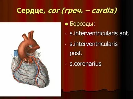 Сердце на латыни