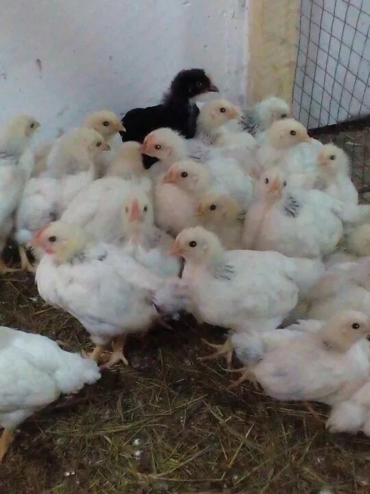 Адлерская серебристая цыплята 2 месяца. Адлерская серебристая цыплята суточные. Адлерская серебристая порода цыплята суточные. Цыплята адлерская серебристая