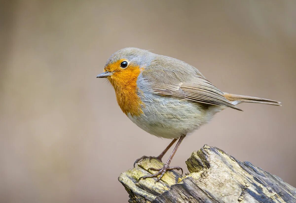 Зарянка птица. Зарянка зорянка. Зарянка стар рейл. Зарянка перелетная птица. Зарянка малиновка горихвостка.