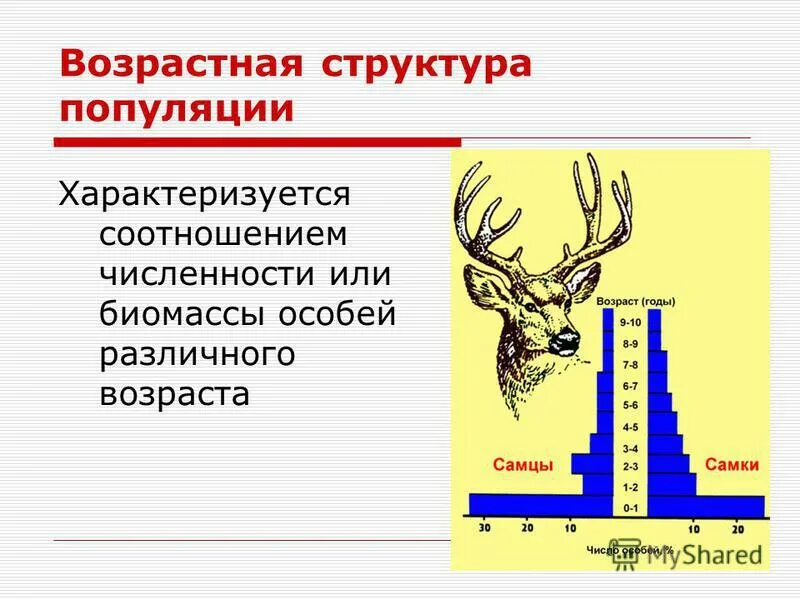 Характеристика популяций возрастная структура