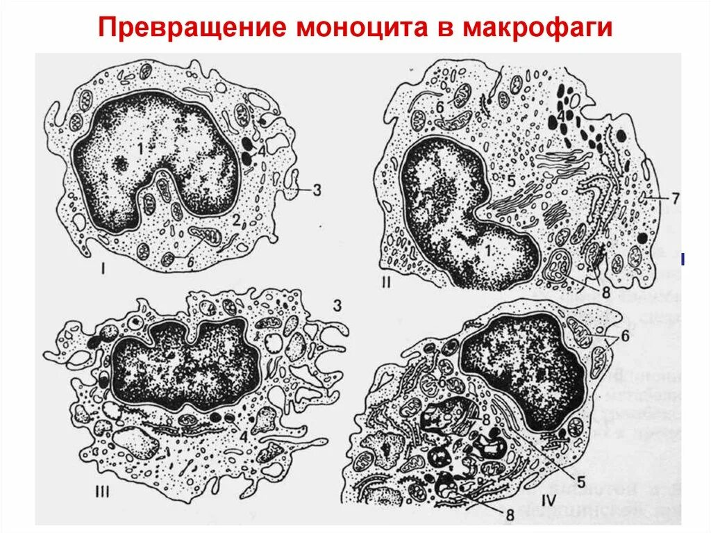 Дифференцировка макрофагов