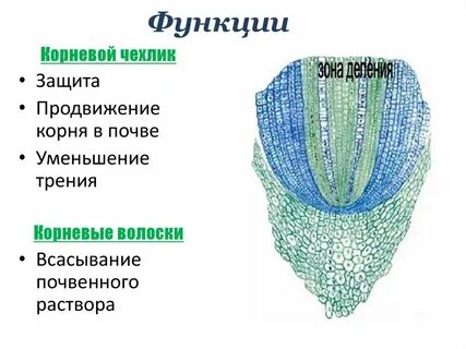 Рассмотрите корневой чехлик определите вид ткани