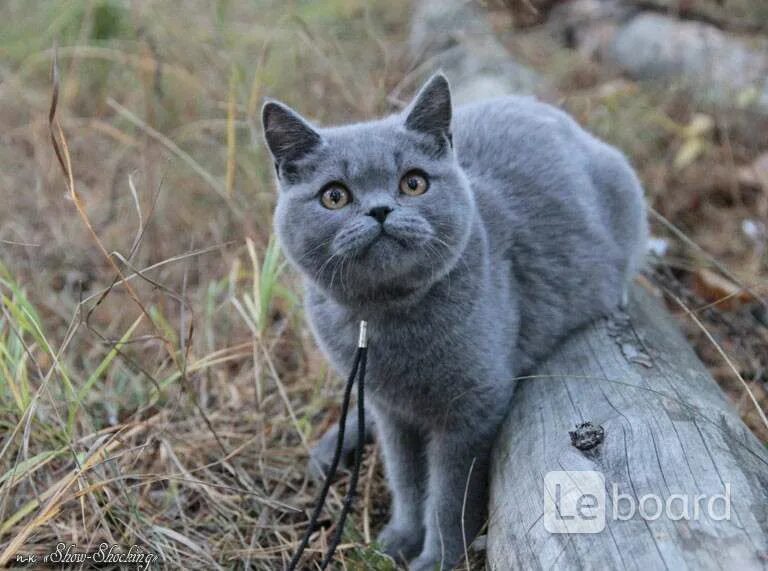 Кот голубого окраса. Британец кот голубой окрас. британский кот голубого окраса. британец голубого окраса. кот черно-голубого окраса короткошерстный.