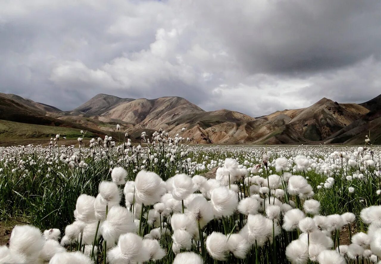 Хлопковые плантации сша. Хлопковые плантации в узбекистане. Хлопковый штат. Хлопчатник в австралии. Хлопчатник арктический.