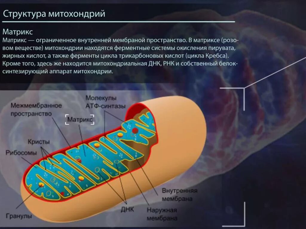 Что такое митохондрии простыми словами у человека. Матрикс митохондрий. Функции наружной мембраны митохондрий. Строение мембраны митохондрии. Кристы митохондрия внутренняя мембрана наружная мембрана.