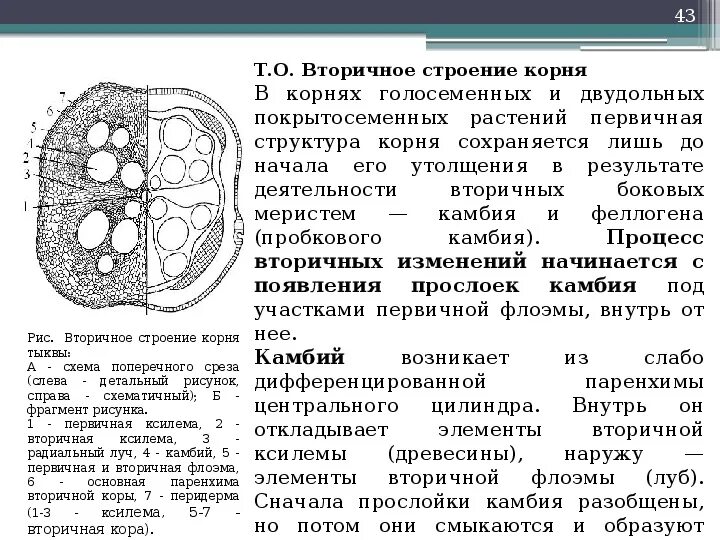Анатомическое строение двудольных. Первичное анатомическое строение корня. первичное строение корня двудольного растения. первичное строение корня ириса. вторичное строение корня двудольного растения.