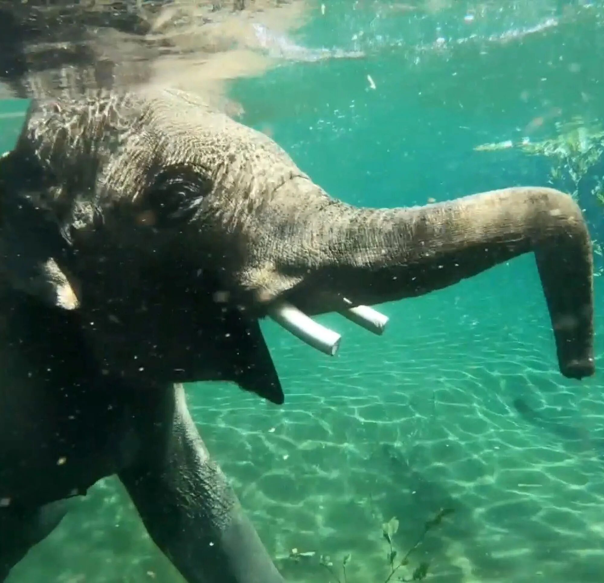 Elephant swim. Слон под водой. Слон плывет. Слоны плавают. Слон умеет плавать.