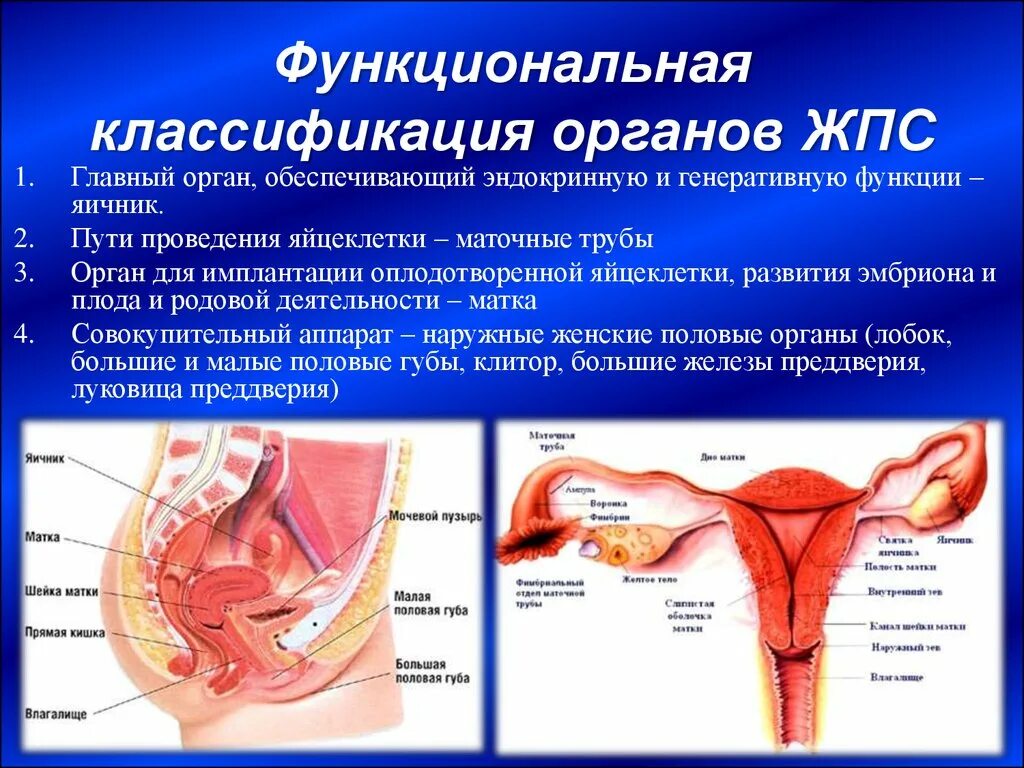 Половые органы строение функции. Наружные и внутренние женские половые органы. Внешнее строение женской половой системы. Строение наружных женских половых органов анатомия. Внешние половые органы женщины функции.