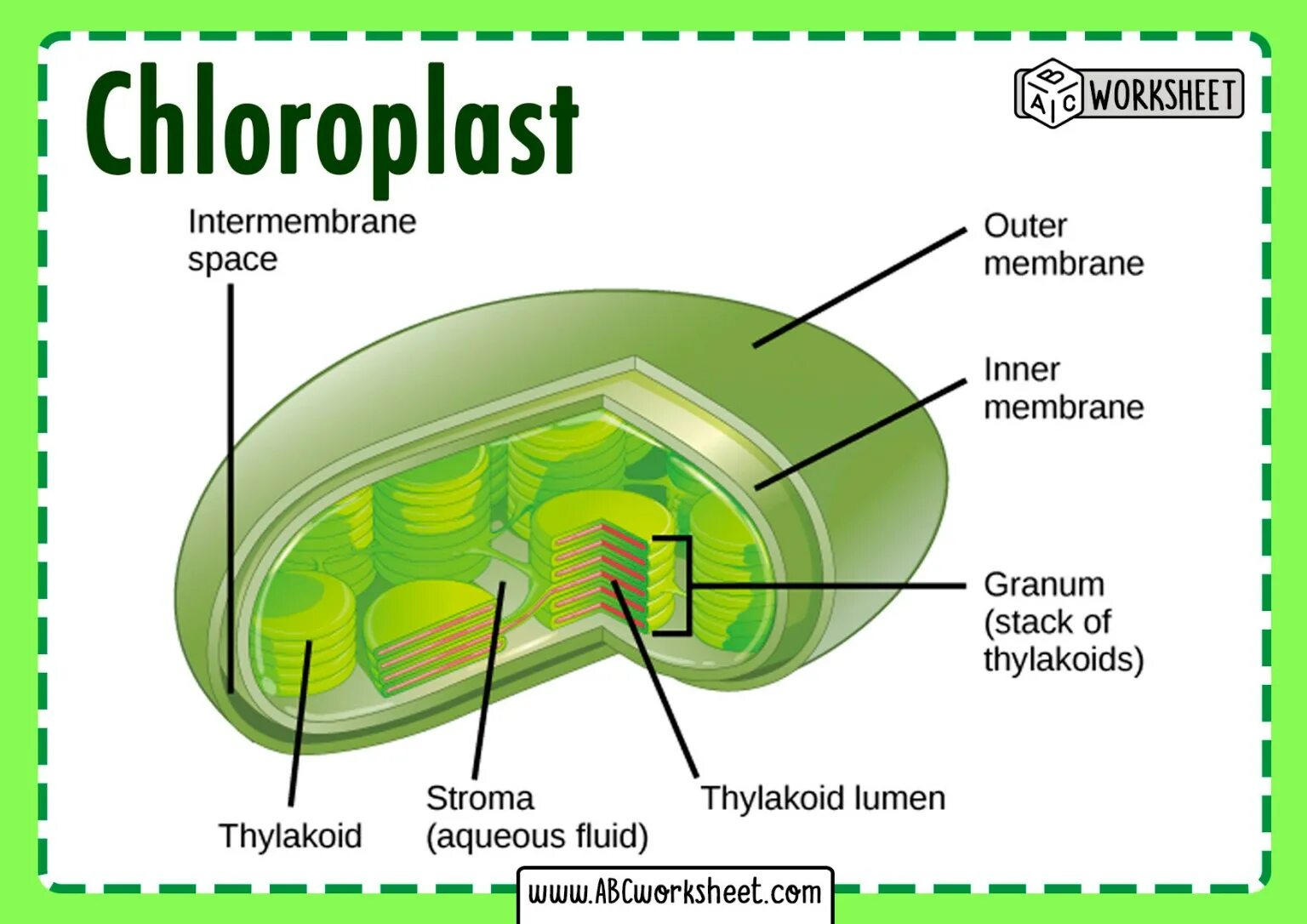 Хлоропласты имеют ядро. Chloroplast structure. What is chloroplast. Хлорофилл в мембране. Тилакоид.