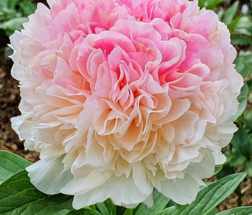 пион травянистый сэлмон глори. пион сэлмон глори. пион травянистый сэлмон глори. пион салмон глоу. пион салмон глори.