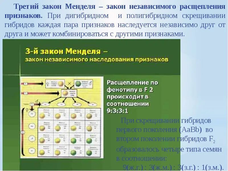 Третий закон Менделя - закон независимого наследования. Закономерности наследования г. Менделя. Биология 3 закон Менделя таблица. 3 Закон Менделя скрещивание. Закономерности наследования дигибридное скрещивание