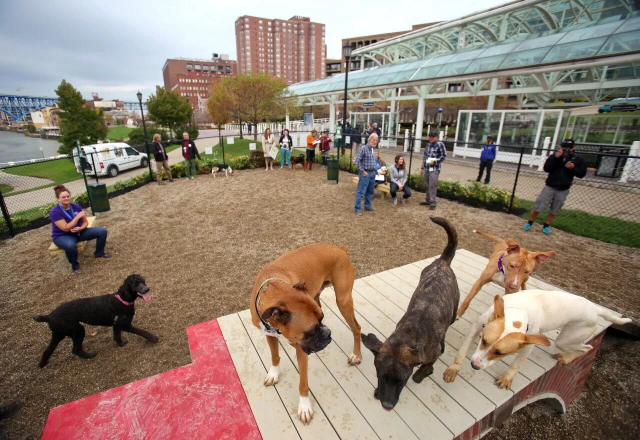 Pet park. Парк Лафайет Сан-Франциско собачья площадка. Дог парк в Хельсинки. Парк для собак. Площадка для собак.