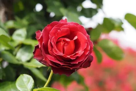 Rose leaves