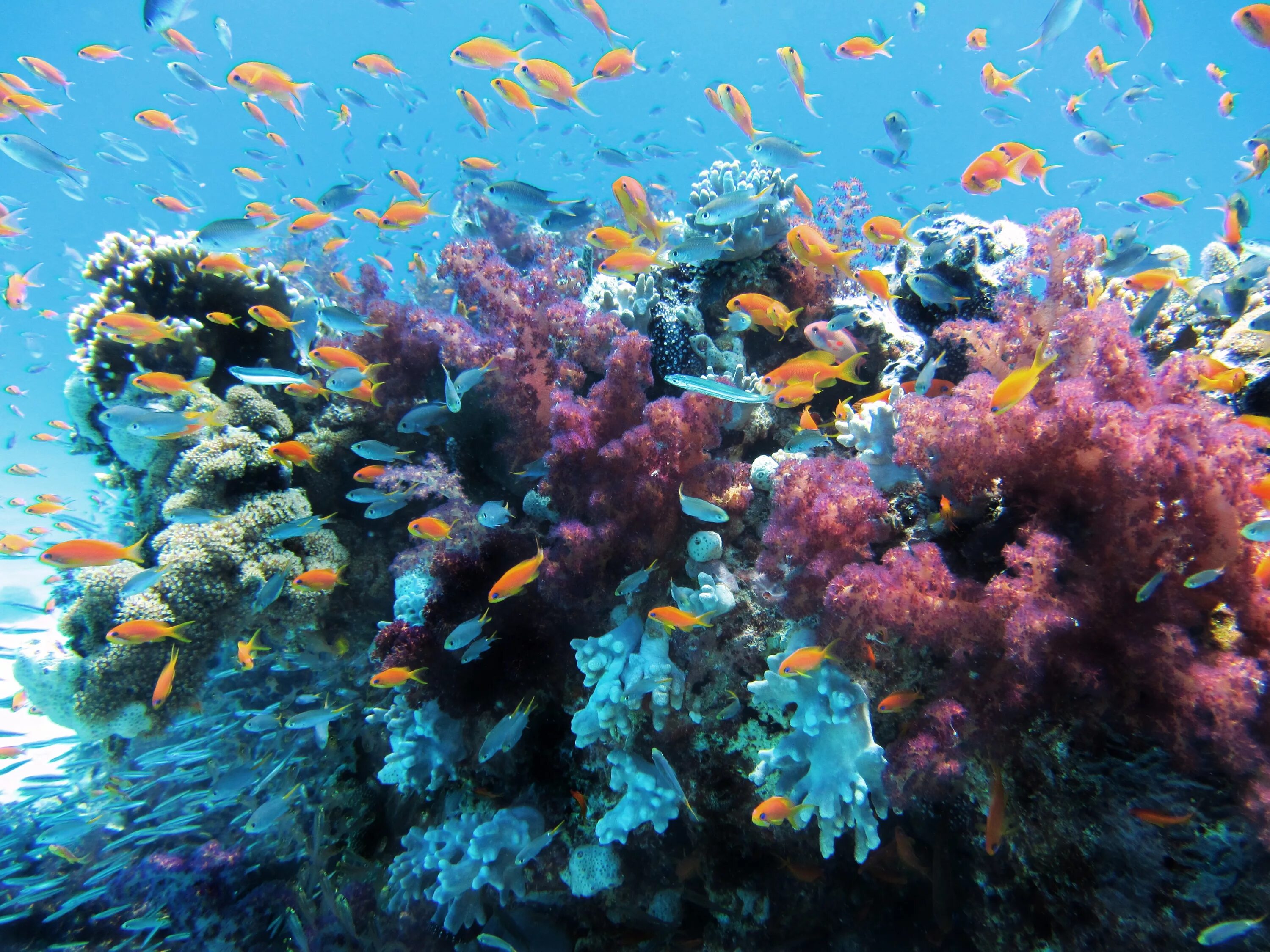 Рифы тихого океана. Коралловые рифы Филиппины. Таити коралловые рифы. Океан коралловый риф. Атлантический океан коралловый риф.