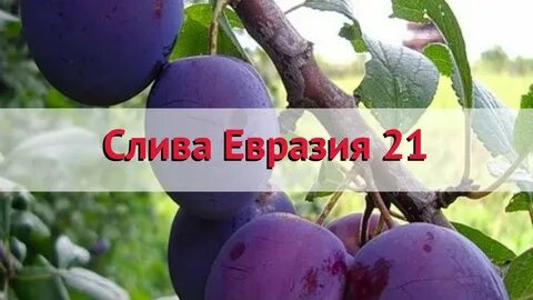 Слива евразия описание