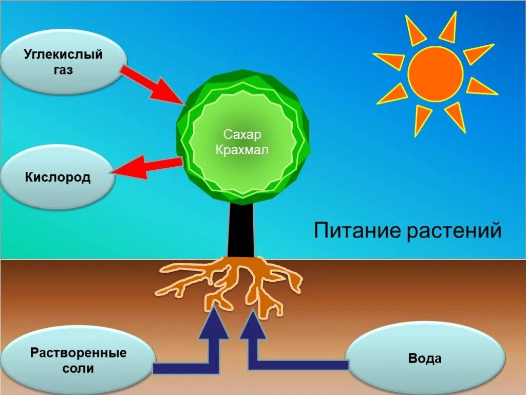 Солнце в жизни растений