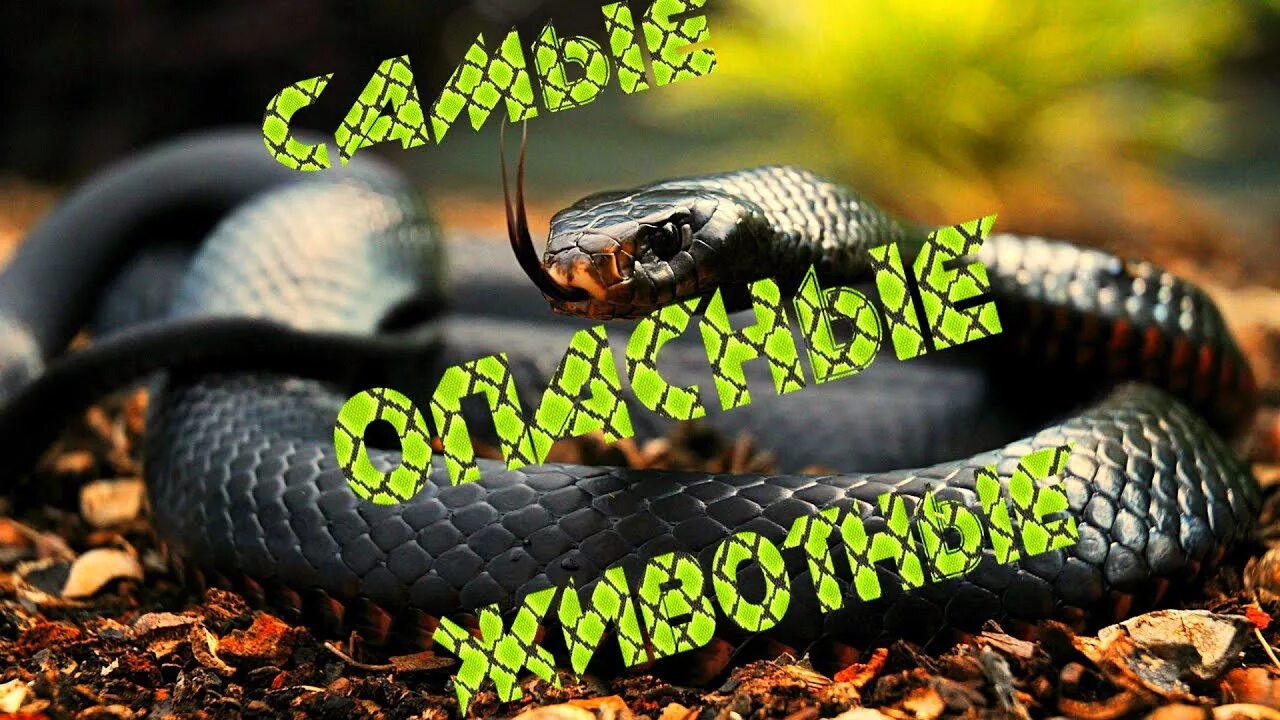 Snake project