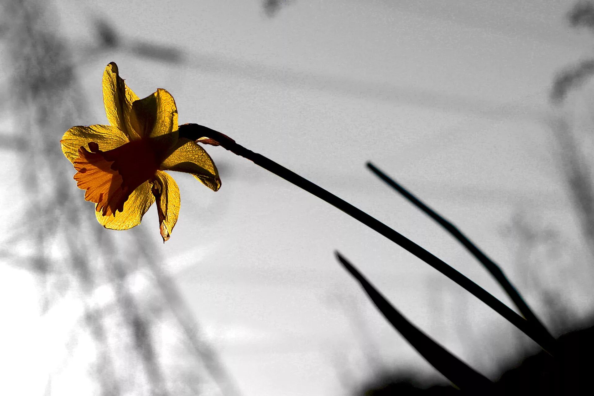Чашелистик нарцисса. Нарциссы Эстетика. Черный Нарцисс цветок. Одинокий Нарцисс.