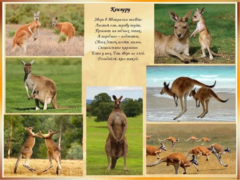 Кенгуру найти слово. Животные жарких стран. Животные жарких стран кенгуру. Животный мир жарких районов. Животные жарких стран рассказ для детей.