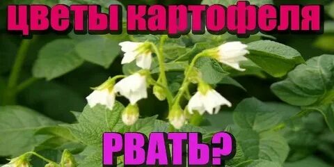 Нужны ли картофелю цветы