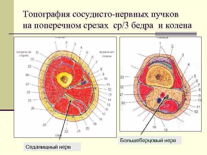 Что такое сосудистые пучки какую. Сосудисто нервный пучок гистология препарат. Топография бедренного сосудисто-нервного пучка. Топография сосудисто нервного пучка бедра. Топография сосудисто-нервных Пучков.