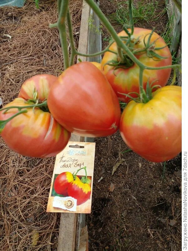 Томат багряный закат. Томат амурская заря седек. Томат красный бадан. Томат алые зори. Томат из помидор.